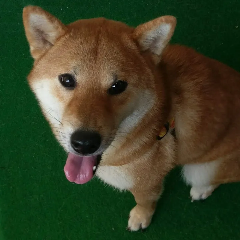 齊軒星月換日線