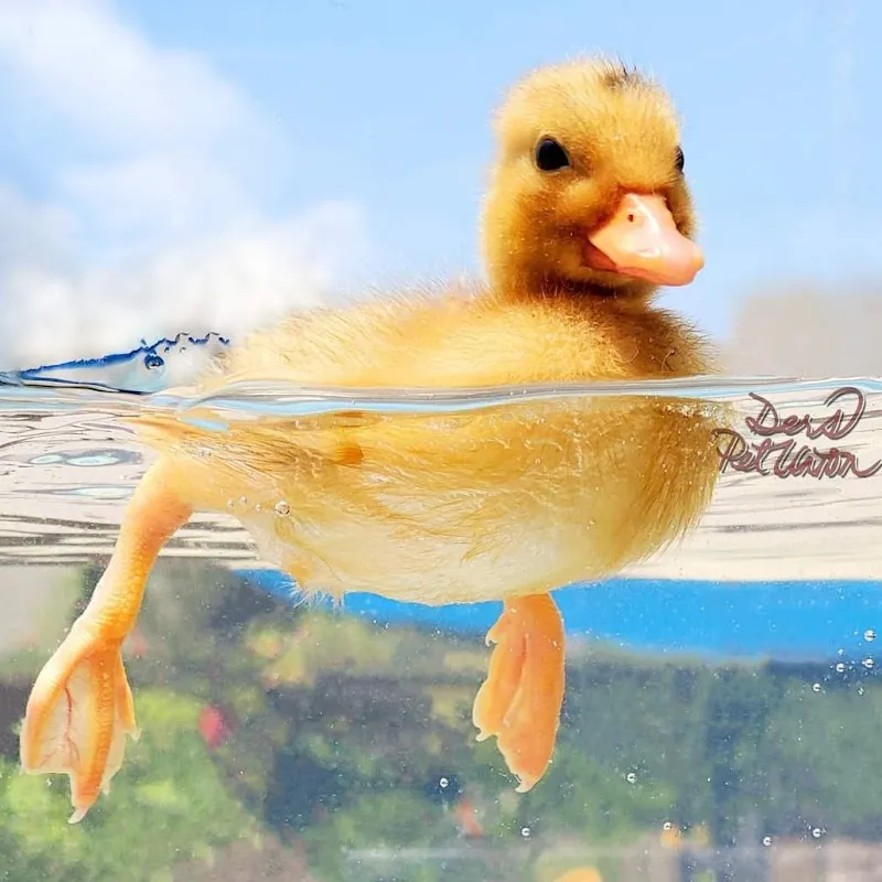 德叔寵物聯合國 DersPU